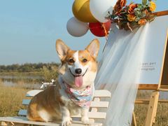 -超宠爱宠物摄影-Super pet