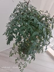 -HEYAN荷妍专业脱毛连锁机构