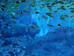 -海合安成都极地海洋公园