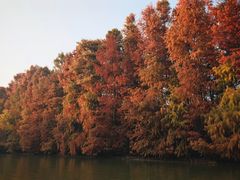 -上海海湾国家森林公园