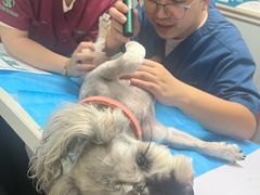 -伟伟宠物医院·CT影像中心·瑞派犬猫综合性门诊(汉口总院)