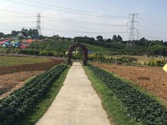 -紫颐香薰山谷景区