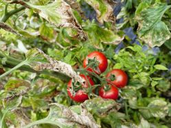 -蓝呗呗蓝莓草莓采摘园(通州区马驹桥店)