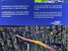 -上海海洋水族馆