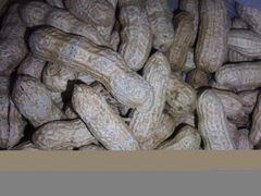 -刘艳明炒货(小心桥店)