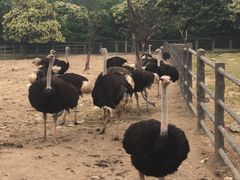 -西安秦岭野生动物园