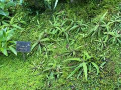 -深圳仙湖植物园
