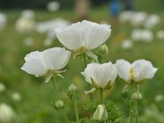 -保利石象湖景区