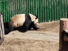 -沈阳森林动物园