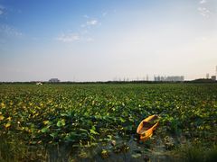 -天津东丽湖风景区