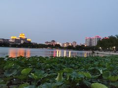 -莲花池公园