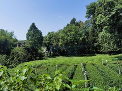 -野蔓果·山野菜(西湖景区·龙井茶田店)