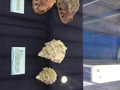 -上海海洋大学鱼文化博物馆(军工路校区)