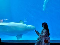 -海合安成都极地海洋公园