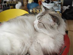 -平行世界·猫咖(首经贸店)
