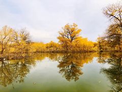 -金塔沙漠胡杨林景区