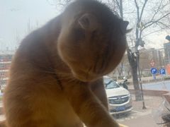 -平行世界·猫咖(首经贸店)