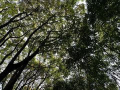 -上海滨江森林公园