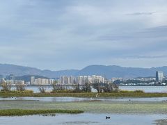 -洱海月湿地公园