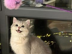 -猫大福·Fortune Cat猫舍(百子湾店)