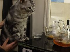 -more than meow吴止猫主题餐厅(承德 中船汇店)