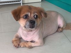 -乐琪宠物医院·犬猫专科·骨外科·急重症