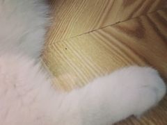 -Heymao猫咖.咖啡厅(东门店)
