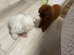 -翊宠yipet猫狗购宠庄园犬舍•猫舍