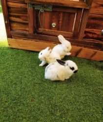 -萌宠亲子动物乐园(槐房万达店)