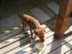 -崇明东平国家森林公园烧烤房车露营地