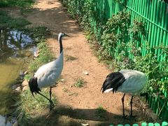 -西霞口神雕山野生动物世界