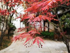 -台儿庄古城