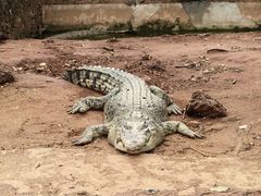 -海南热带野生动植物园