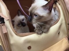 -瑞派天宁宠物医院·猫科·异宠中心