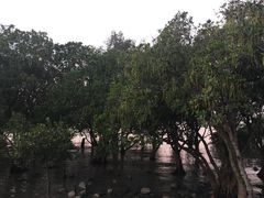 -宝安西湾红树林湿地公园