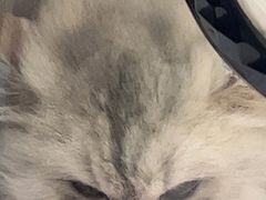 -派特宠物医院(圆融广场店)