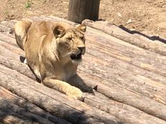 -西霞口神雕山野生动物世界