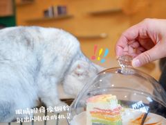 -飞行喵MR PILOT|猫舍·猫咖(静安大融城店)