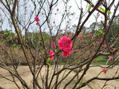 -南国桃园旅游度假区