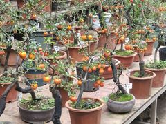 -桂林市花鸟市场