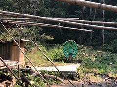 -西双版纳原始森林公园