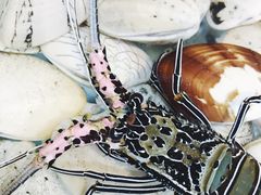 -兴旺海鲜砂煲王