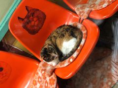 -猫咪博物馆(顶澳仔猫街店)