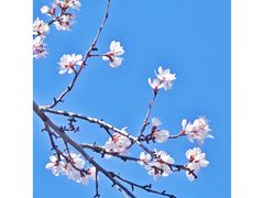 -桃花堤公园