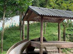 -中国大熊猫保护研究中心雅安碧峰峡基地