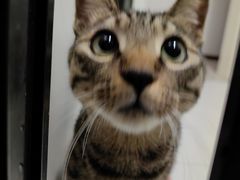 -贝康宠物医院·犬猫全科·小动物特色诊疗中心(东环路店)