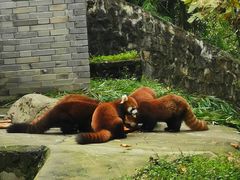 -都江堰中华大熊猫苑