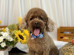 -喜洋洋宠物医院(震川路总店)