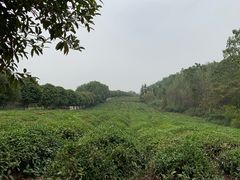 -羊楼洞