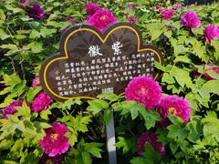 -洛阳市隋唐城遗址植物园